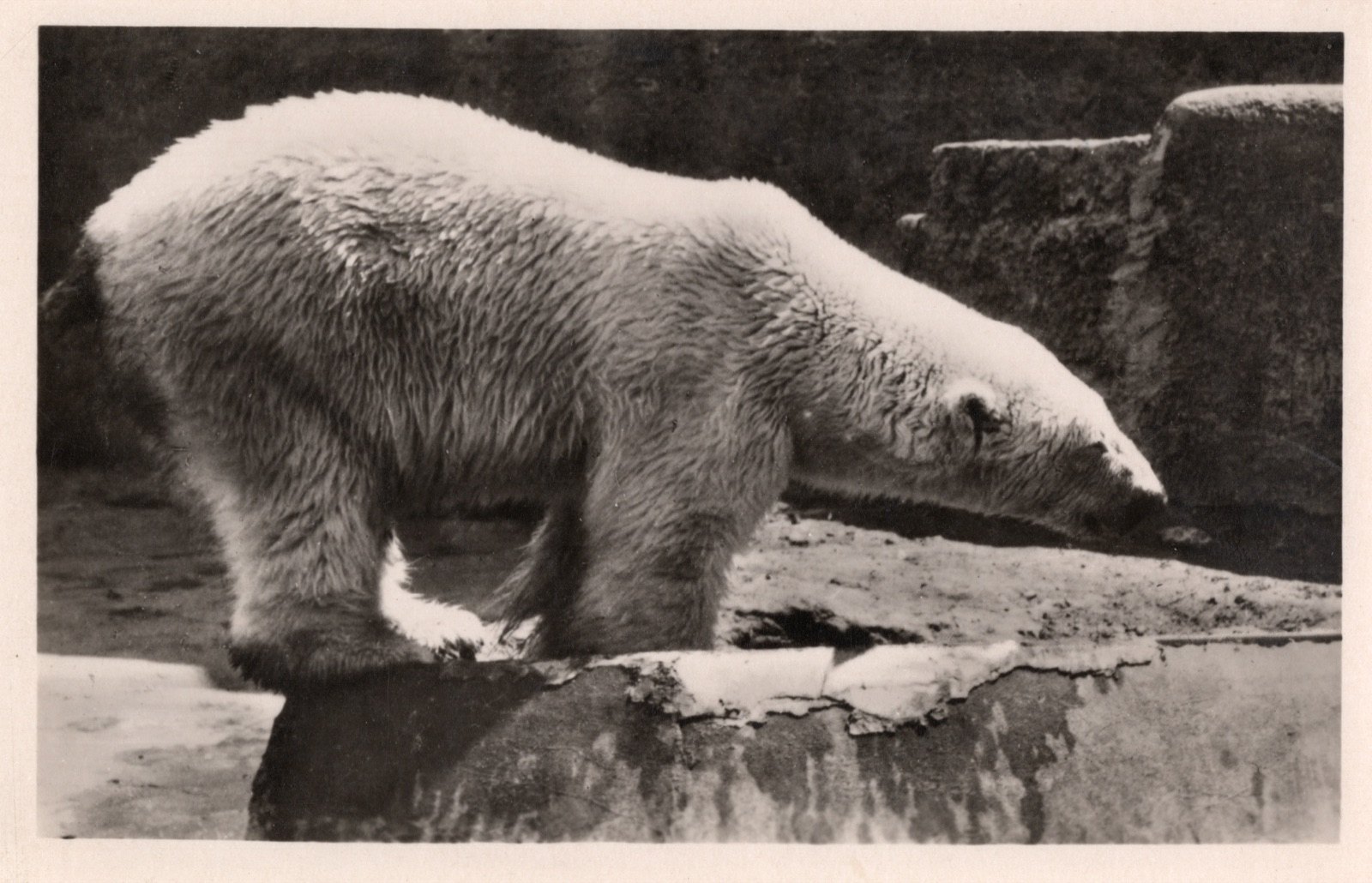 Niedźwiedź polarny w warszawskim ZOO — fot. T. Bukowski